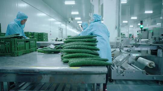 4K黄瓜加工蔬菜工厂包装流水线工人工作