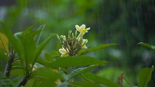 降雨滴落在植被上