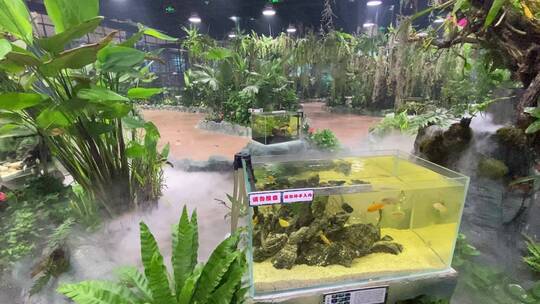济南科技馆热带雨林动物、植物展览