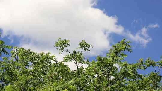 微风吹动着树枝 夏日阳光树叶光影空镜头