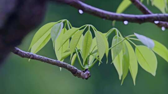 风吹嫩叶雨中叶子