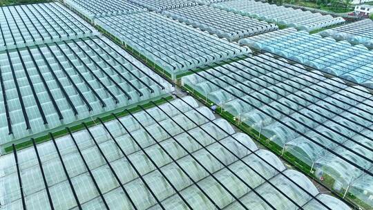 大棚蔬菜基地