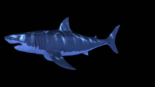 影视级三维鲨鱼水底动画合成特效 (6)视频素材模板下载
