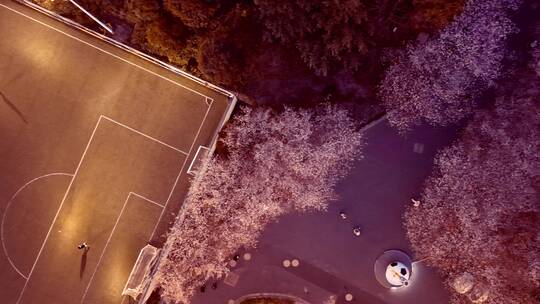 足球场樱花夜景