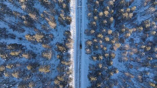 雪地白桦林旁的路