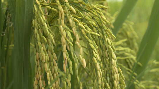 夏末水稻穗成熟粮食庄稼丰收