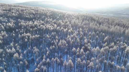 航拍阳光雪林