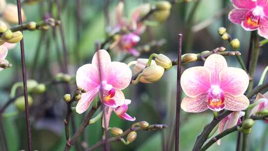 金蝶蝴蝶兰 金蝶花型 蝴蝶兰 金边蝴蝶兰