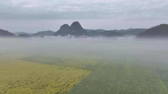 航拍油菜花海罗田云南春天蓝天白云风景景区