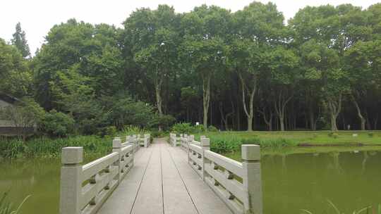 自然风光树枝树叶无锡太湖鼋头渚风景区实拍