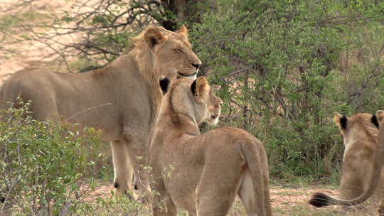 一群狮子在刮风的日子里巡视非洲的土地。