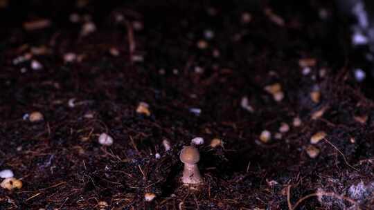 绿色森林里鸡枞菌蘑菇生长延时摄影