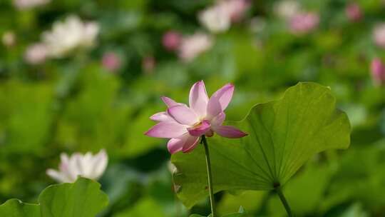 荷花 莲花 夏天