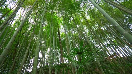 美丽的生态竹海竹林竹子参天竹林