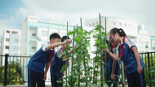 小学生们在菜地里拿着放大镜观察植物