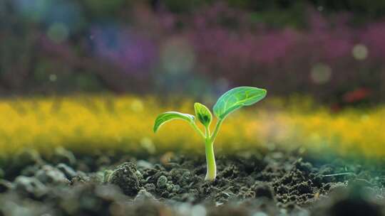 在春天草地上发芽生长的植物延时