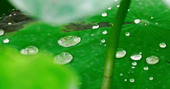 雨后荷叶上的露水珠