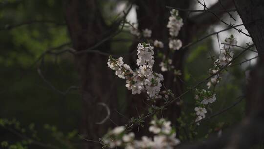 盛开的花朵