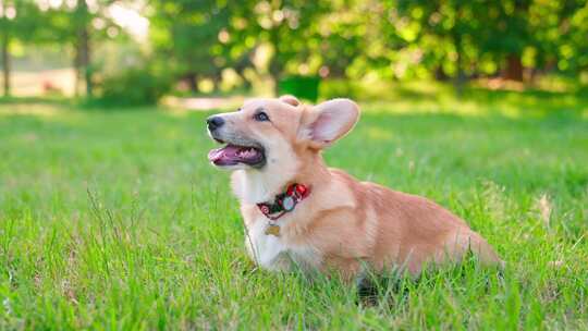 柯基犬，狗，宠物，犬