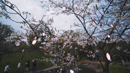 杭州春天樱花飘落视频素材模板下载