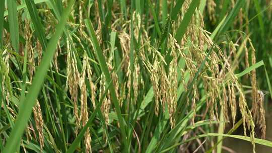 农村农业稻田丰收水稻稻穗粮食农田