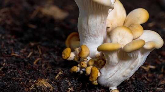 蘑菇 石头菌 石头菇生长延时摄影视频素材模板下载