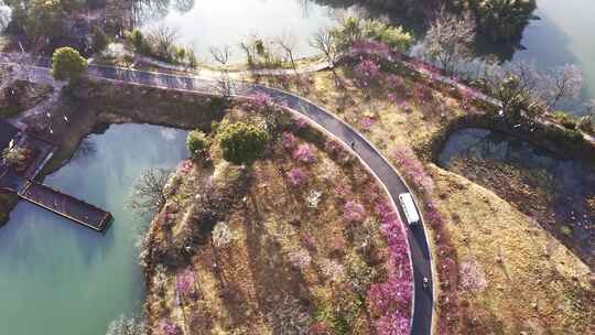 杭州西溪湿地春天公园小路 航拍梅花美景