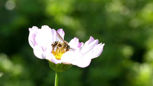 蜜蜂采蜜