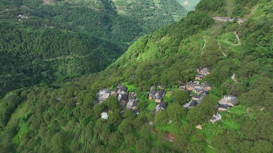 核桃山里核桃树