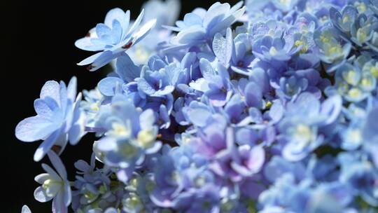 【精品】绣球花鲜花花朵微距特写