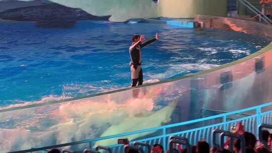 游乐园白鲸表演视频素材模板下载