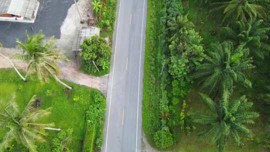 路边有棕榈树的道路俯视图