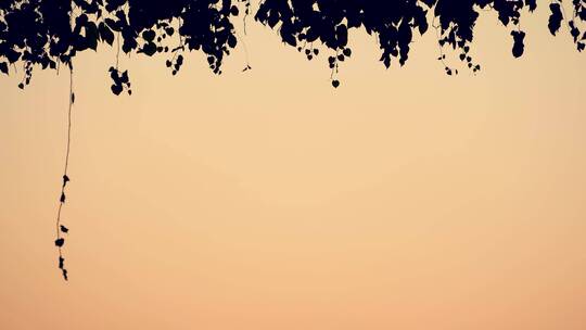留白剪影树影树叶夕阳意境风吹摆动枝条