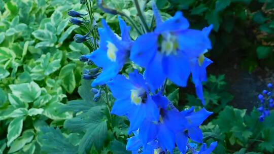 蓝色花朵特写