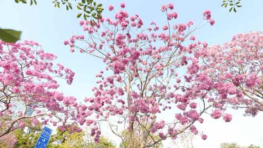 紫花风铃木