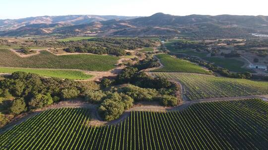 加州圣塔丽塔产区葡萄种植区视频素材模板下载