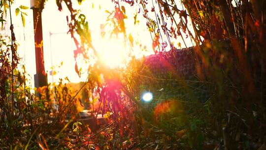 阳光枯草树叶夕阳落日余晖