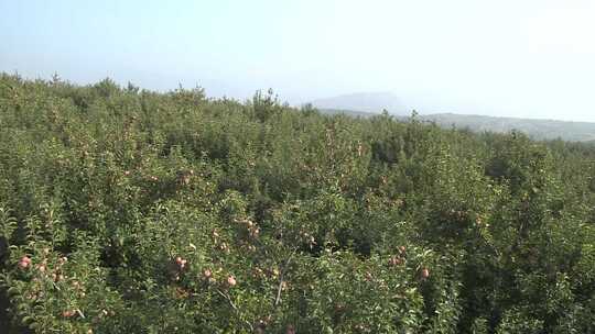 果树 红苹果 成熟 果园 采摘视频素材模板下载