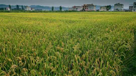 乡村振兴粮食安全水稻全景