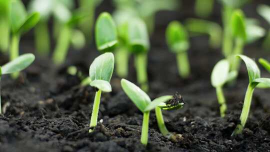 发芽的植物蔬菜生态系统菜园！
