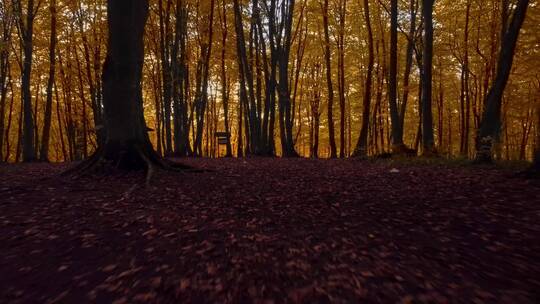 秋天里的树林