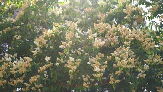 北京丁香花