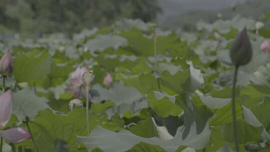 夏日池塘荷塘荷花随风摇摆索尼pp8源文件