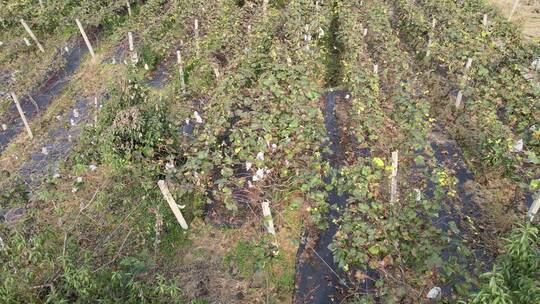 棚种植 葡萄 农业 种植 养殖 产业园