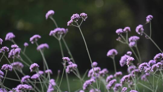 公园里花坛里开满了紫色的花