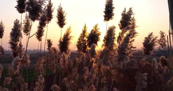 湿地芦苇 摇曳 芦苇芦花 秋季 唯美 秋光