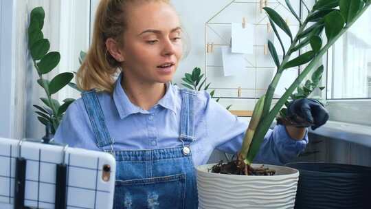 园丁女博主在移植室内植物和在桌子上使用铲