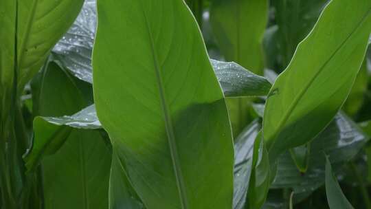 雨水雨滴绿植雨季