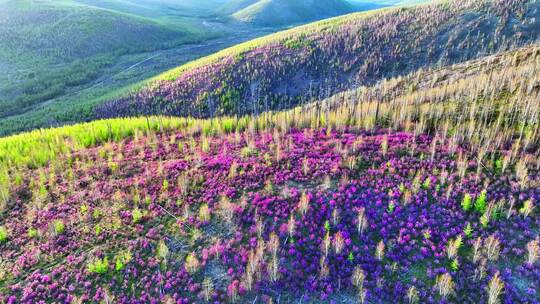 航拍大兴安岭春季山林杜鹃花海