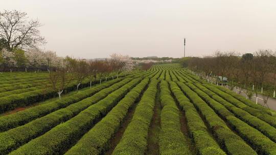 茶园里的樱花树